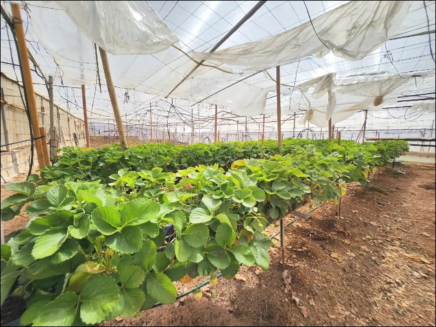 Jardí de Finca rústica en venda en Arico amb Terrassa i Moblat