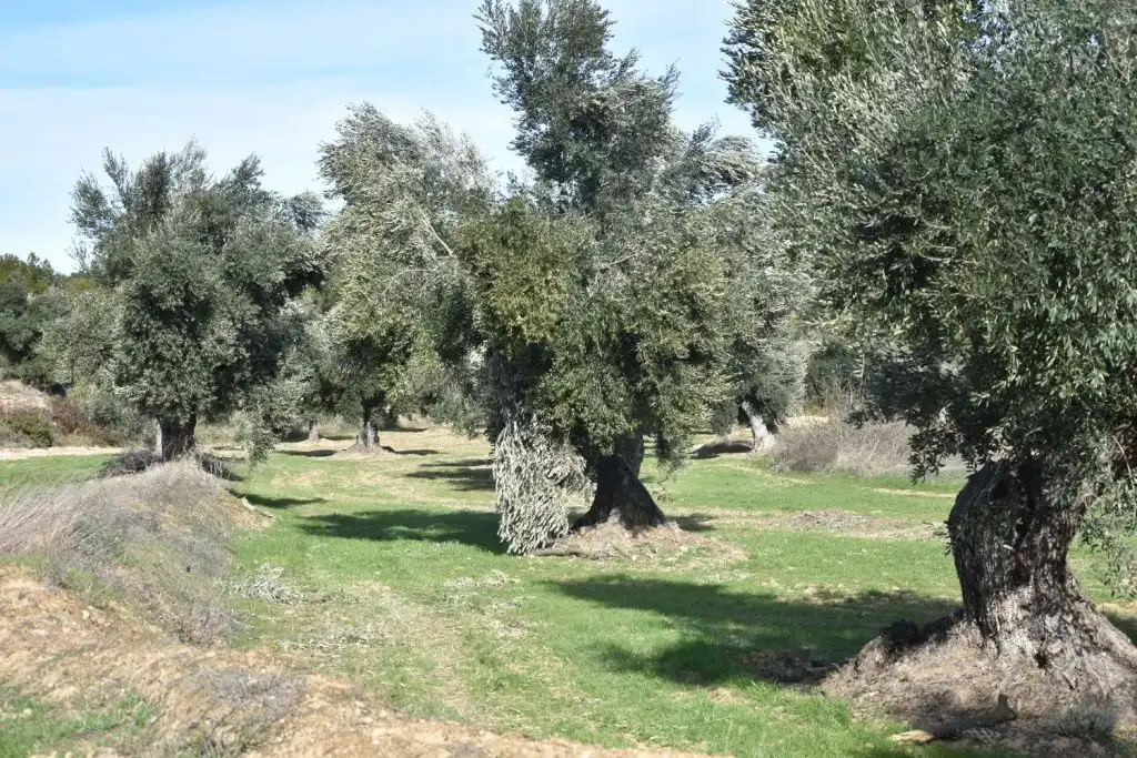 Terreni e lotti in vendita a Mazaleón, imagen 5