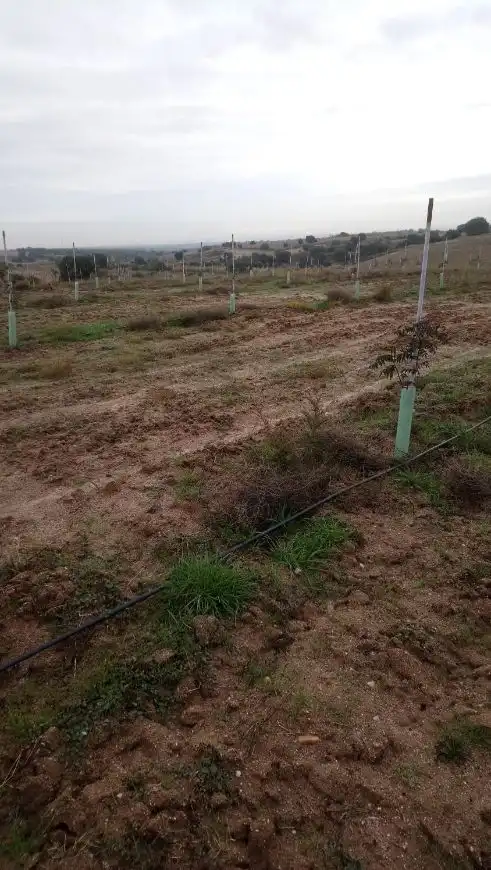 Rural land for sale in Centro, imagen 3