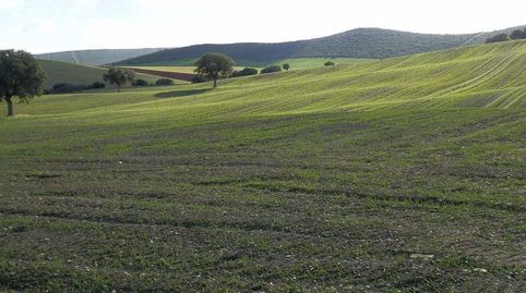 finca en venta labor secano en Ciudad Real, immagine 4