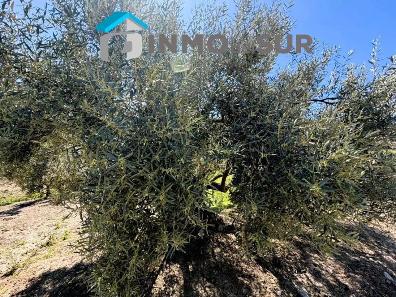 Terreno rustico in vendita a Carretera Lucena-Doña Mencía, imagen 6