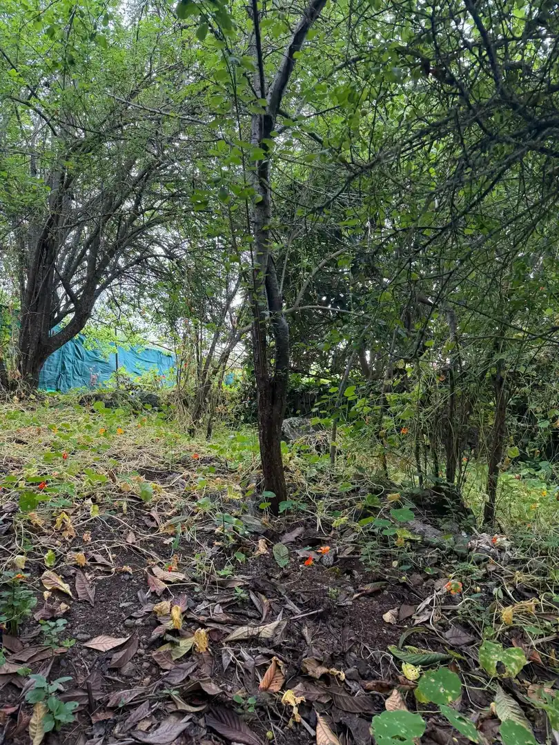 Terreno rustico in vendita a El Bebedero - Pinolere - Aguamansa, imagen 41