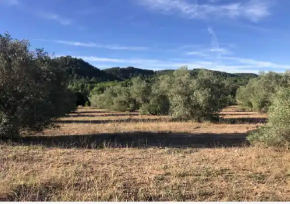 Land for sale in Mogente / Moixent