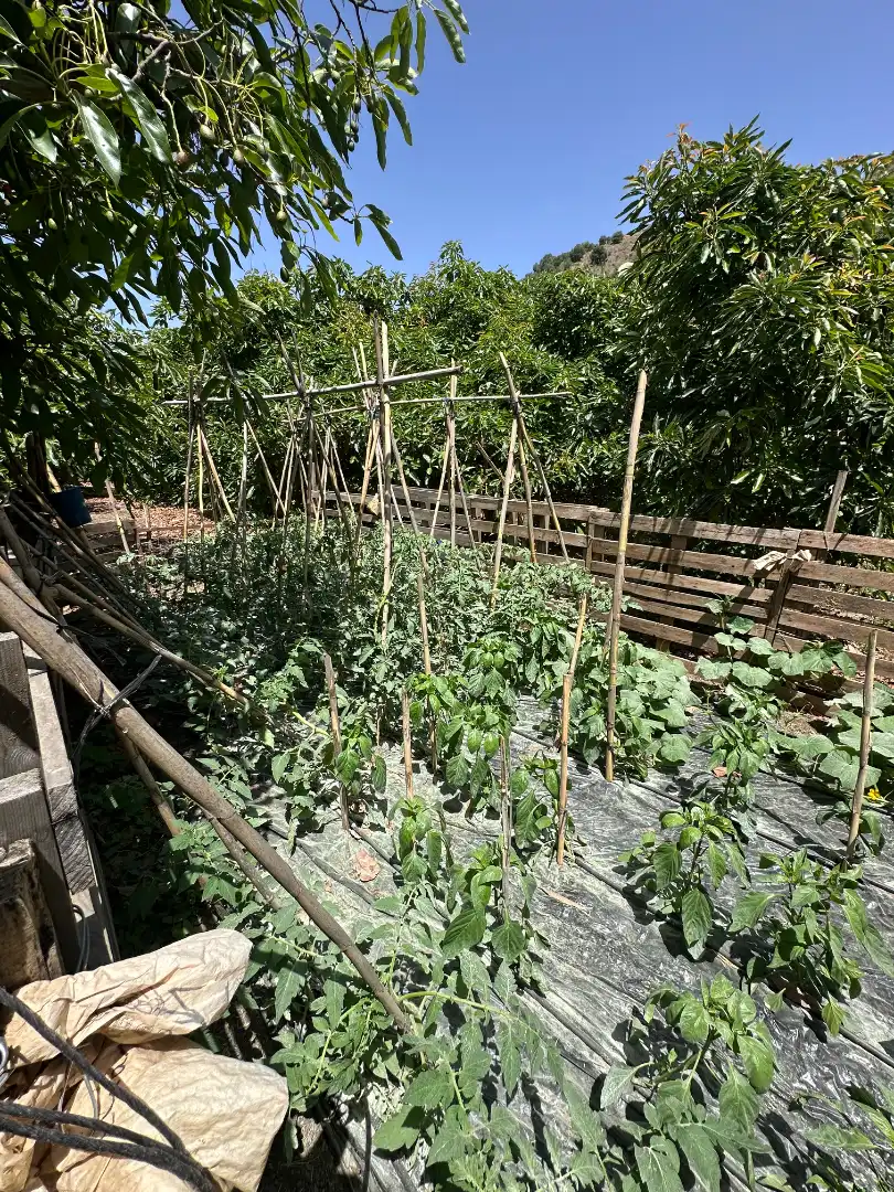 Jardí de Finca rústica en venda en Benamargosa amb Aire condicionat, Jardí privat i Terrassa