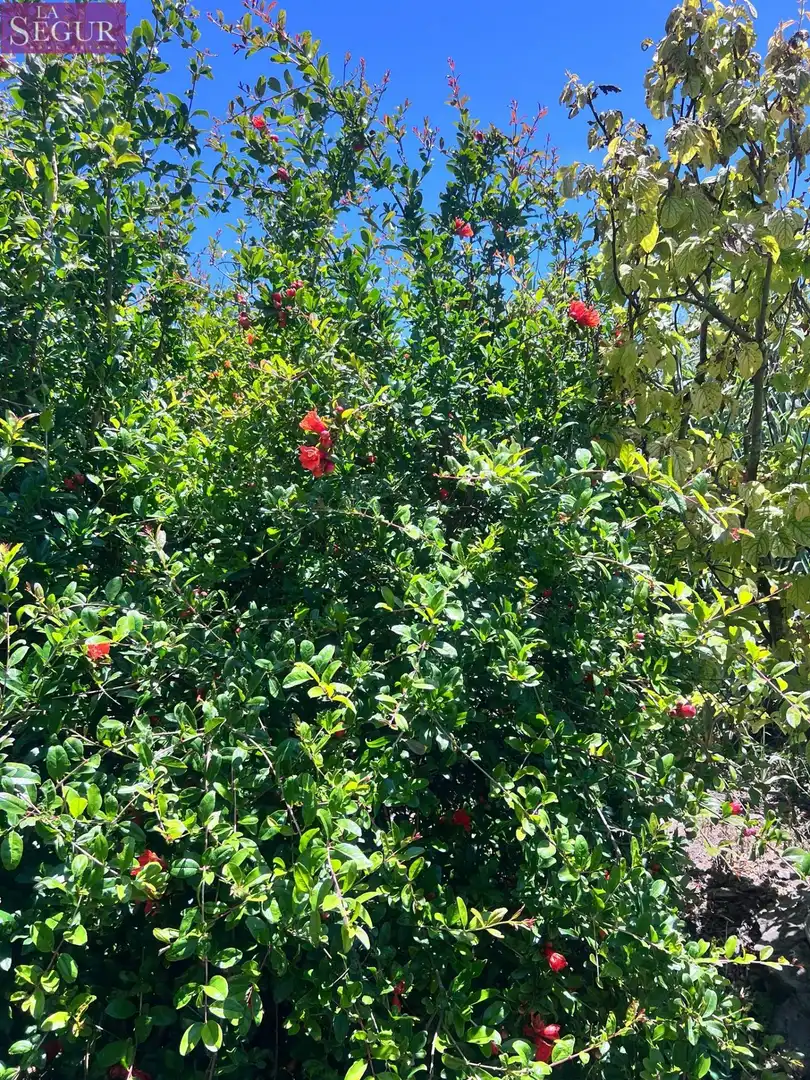 Vista exterior de Casa o xalet en venda en Vejer de la Frontera amb Jardí privat