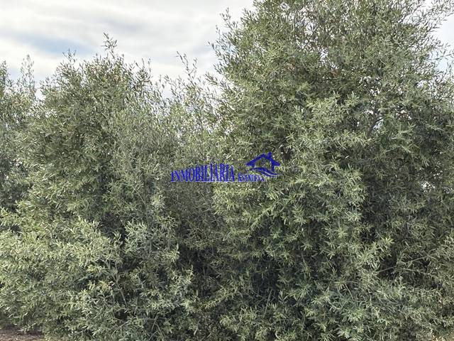Finca rústica en Venta en El Carpio