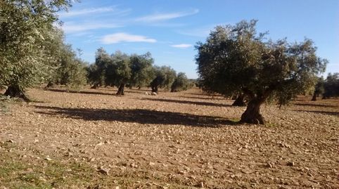 OLIVAR EN ZONA DE MORA CON 270 OLVIAS, immagine 3