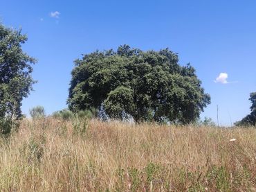 Terreno rústico en venta en Arroyo de la Luz