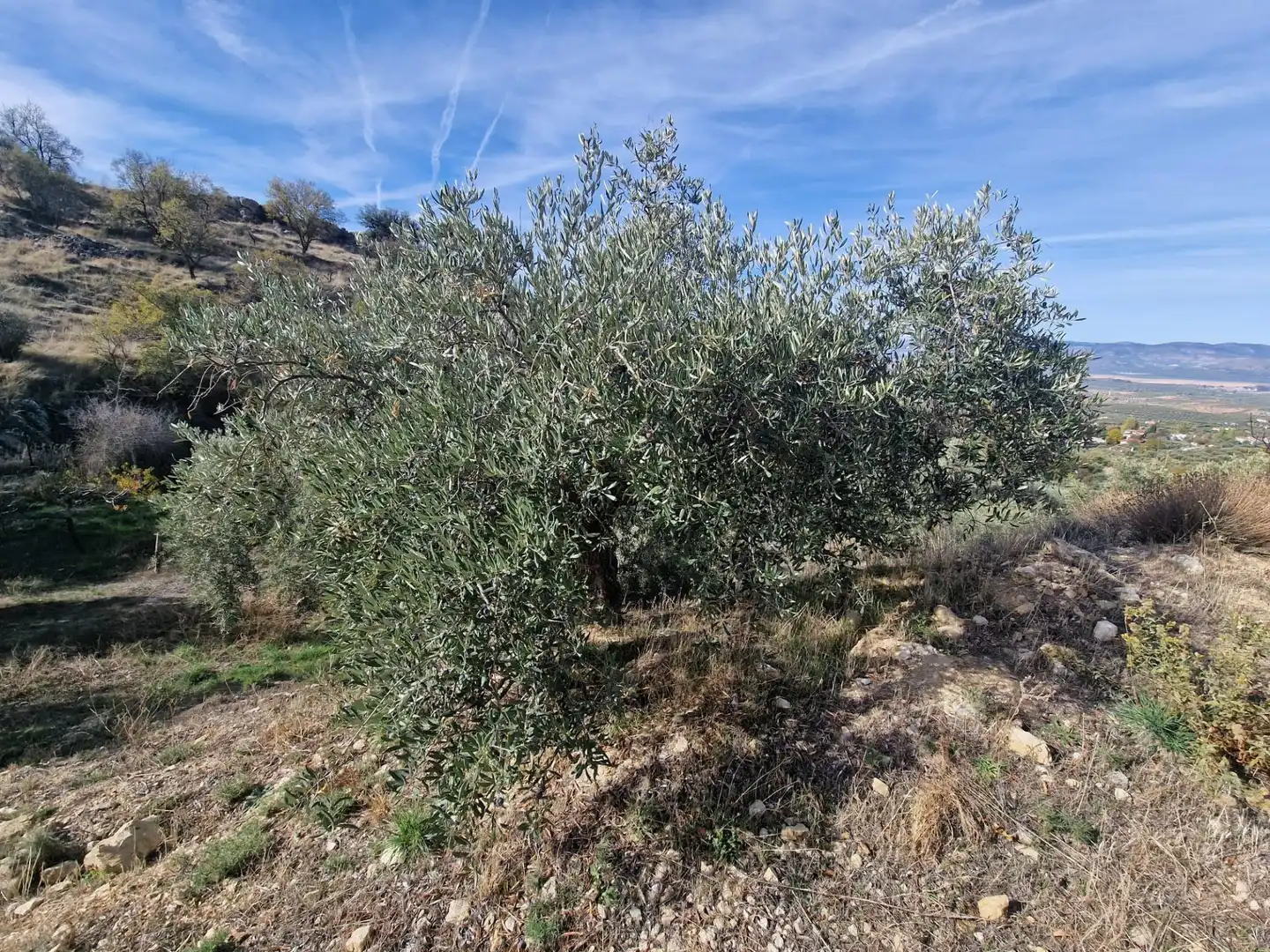 Maison rustique avec jardin à vendre à Cogollos de la Vega, imagen 78