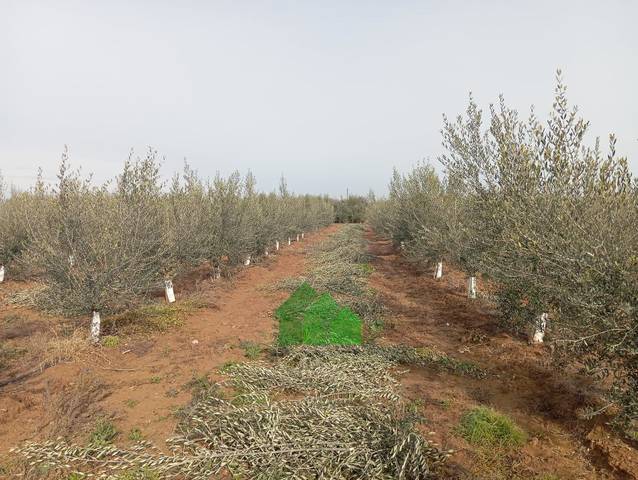 Terreno residencial en Venta en Montijo