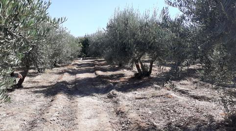 Foto 5 de Terreny en venda a La Zubia Ciudad, La Zubia