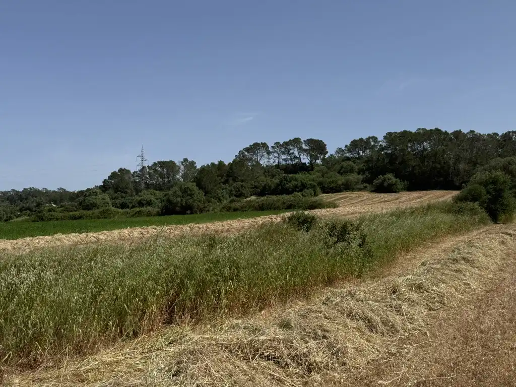 Terreny rústic en venda a Sineu, imagen 10