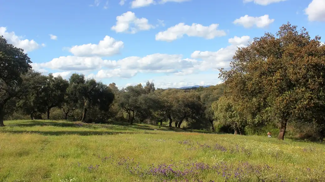 Terreni e lotti in vendita a Santa Olalla del Cala, imagen 35