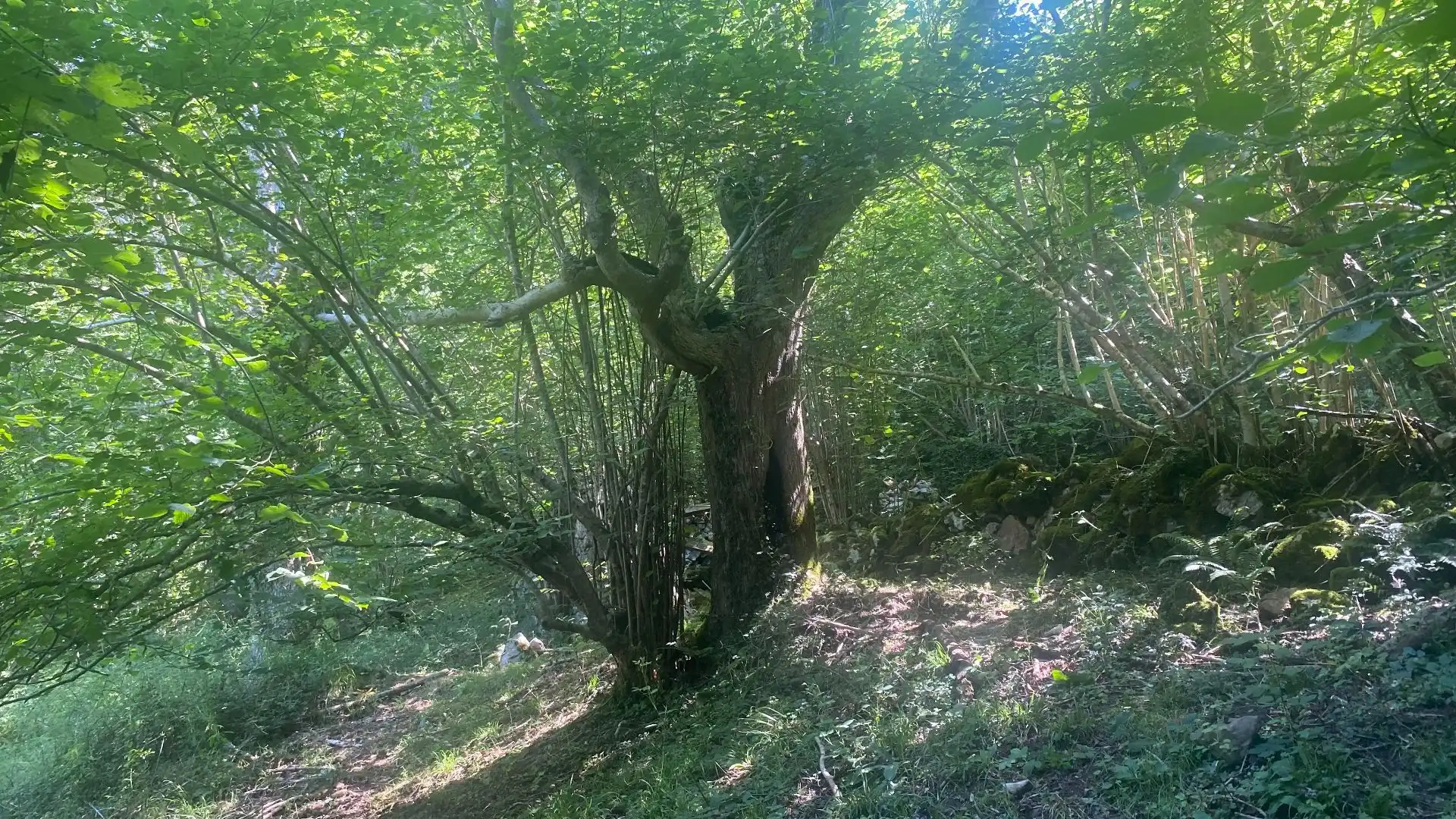 Terreno rustico in vendita a SEGÜENCO, imagen 24