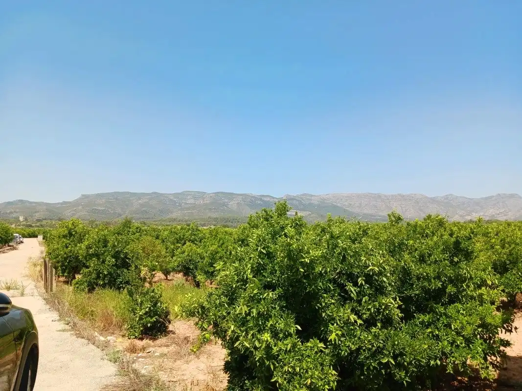 Terreny rústic en venda a Palma de Gandia, imagen 6