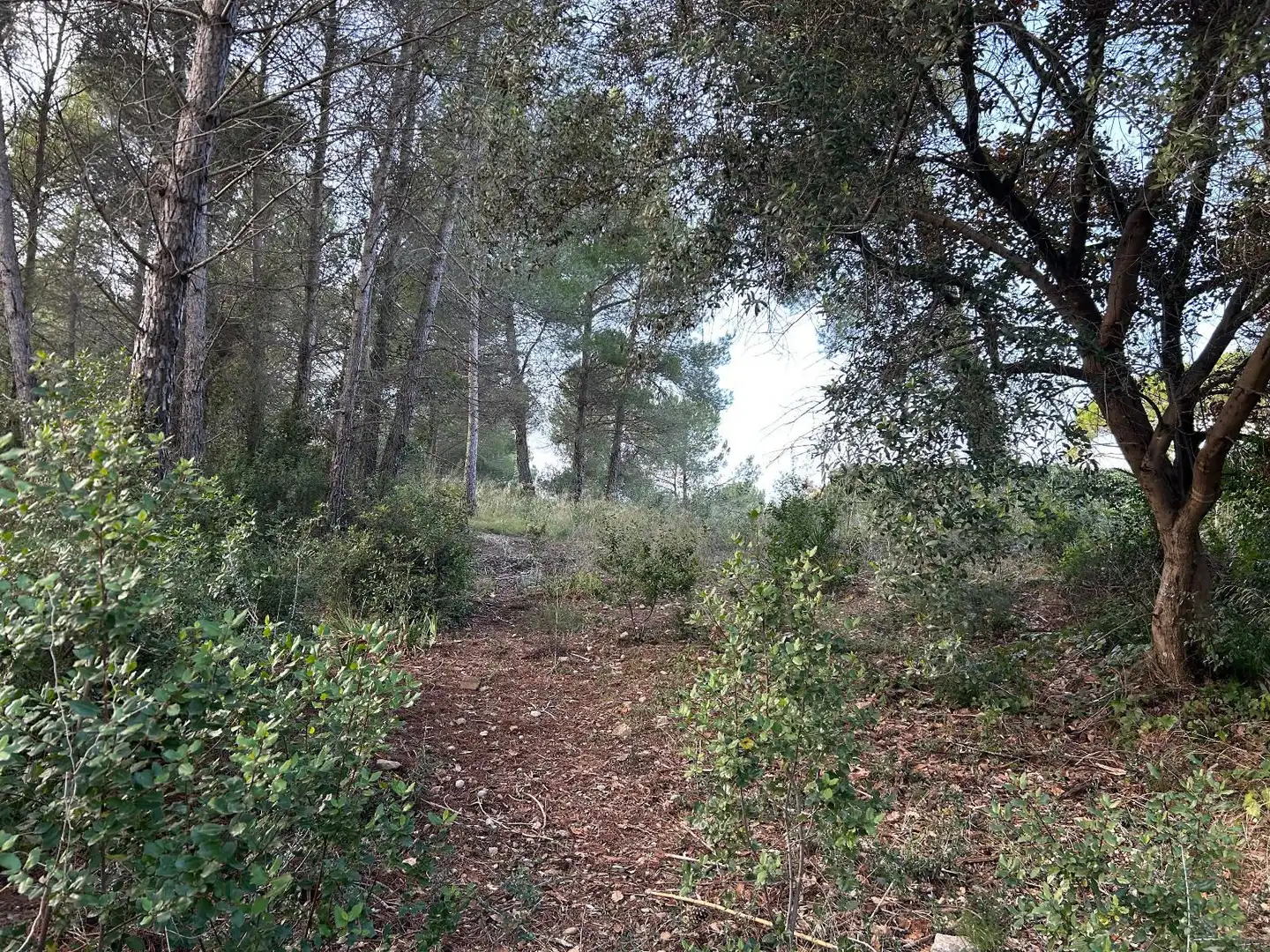 Rustikales Grundstück zum Verkauf in CAN FELIU, imagen 14