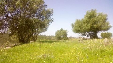 REF-4221 -FINCA ARROYO DEL AGUILA -BEAS -FINCA DE SECANO-2??6??2??3??8??2??, immagine 4