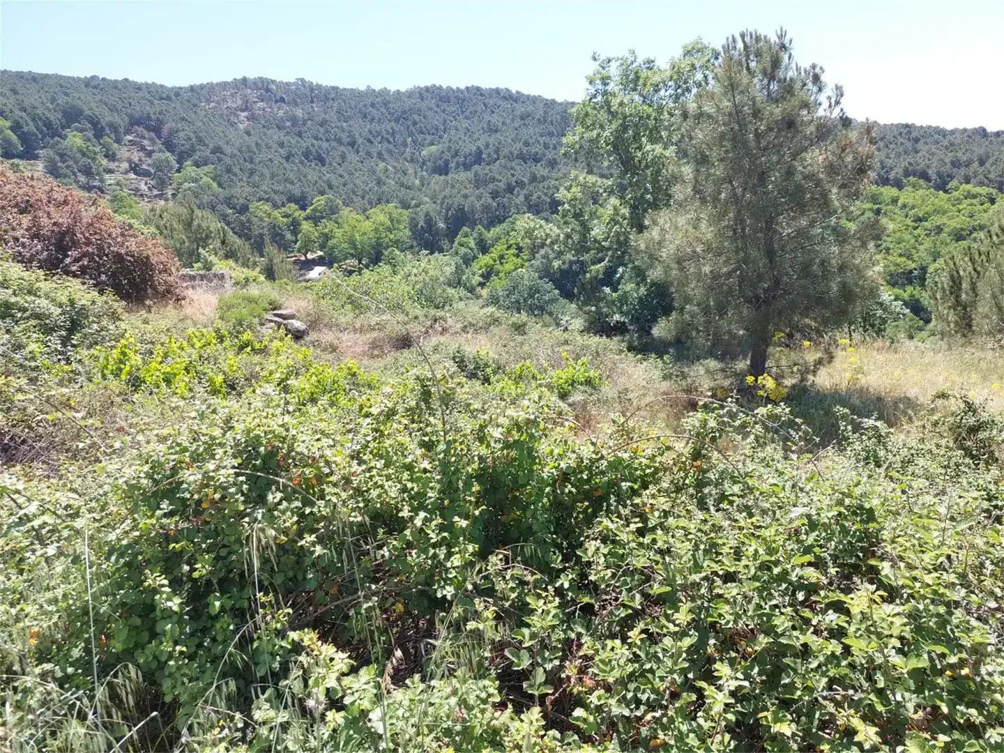 Finca rústica en venta en Mijares