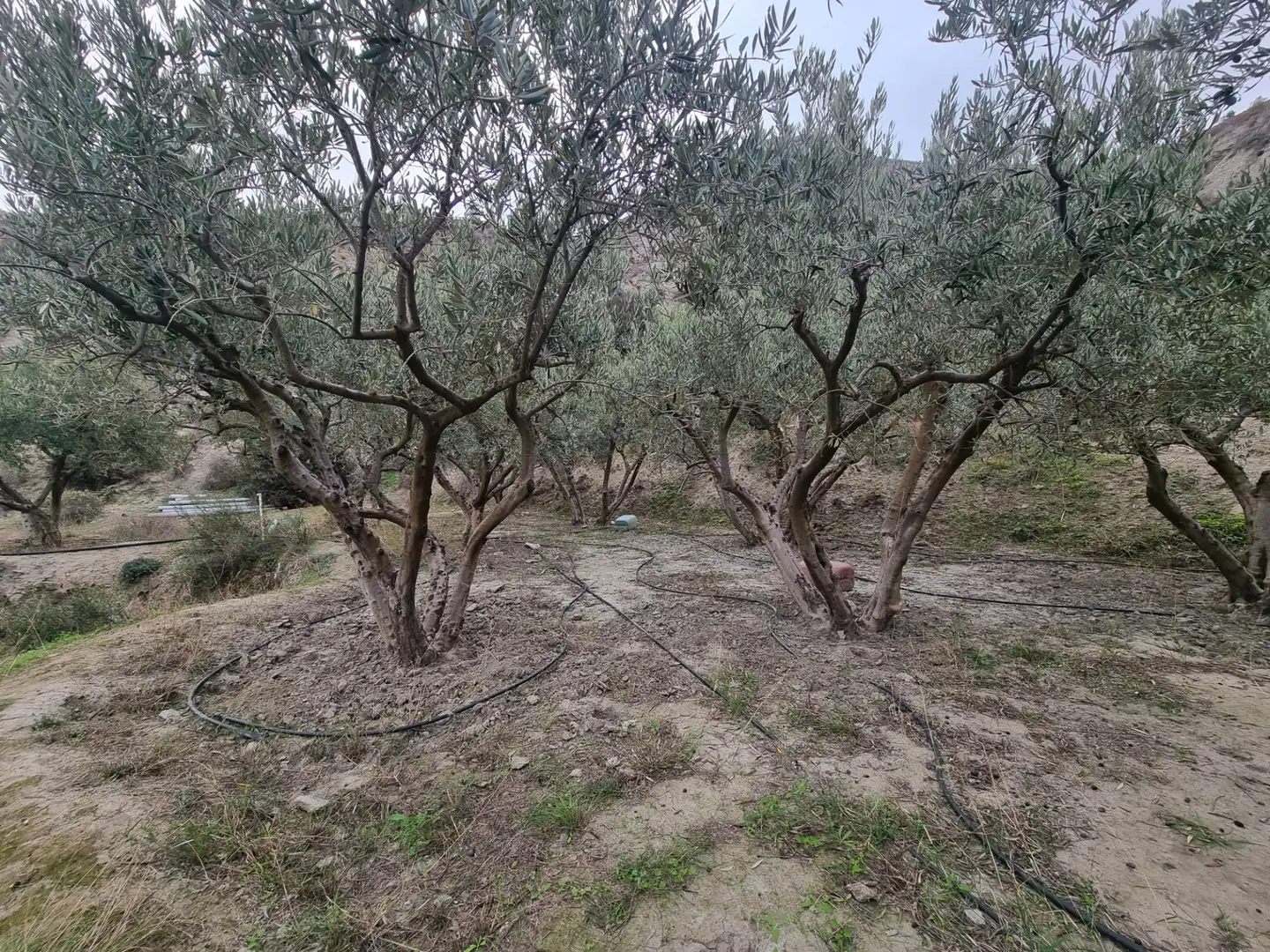 Rural land for sale in Calle Camino Ancho 4, imagen 28