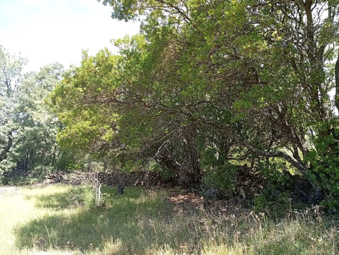 Terreni e lotti in vendita a Villanueva de la Vera, imagen 101