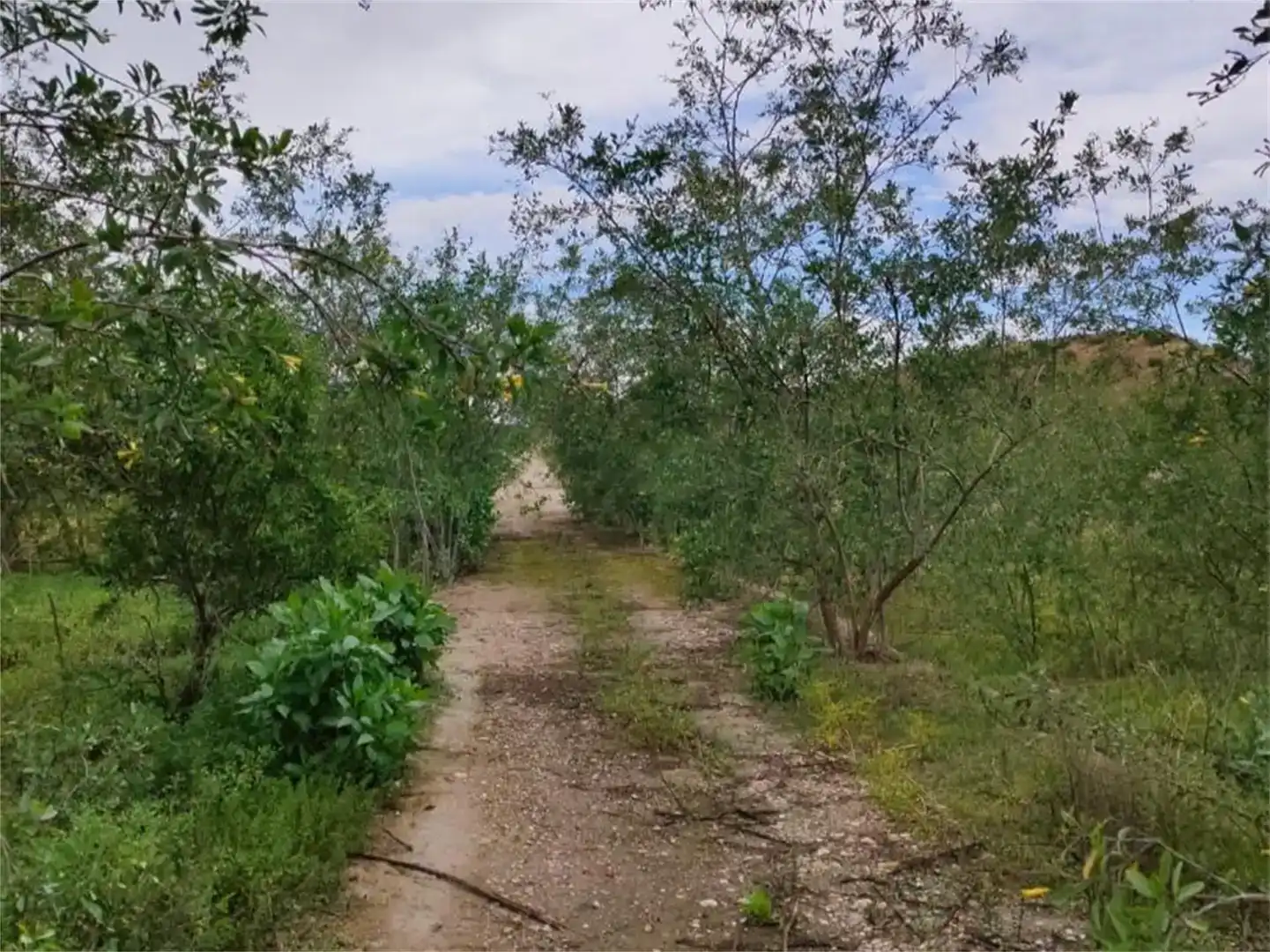 Finca rústica en venda en Ceutí