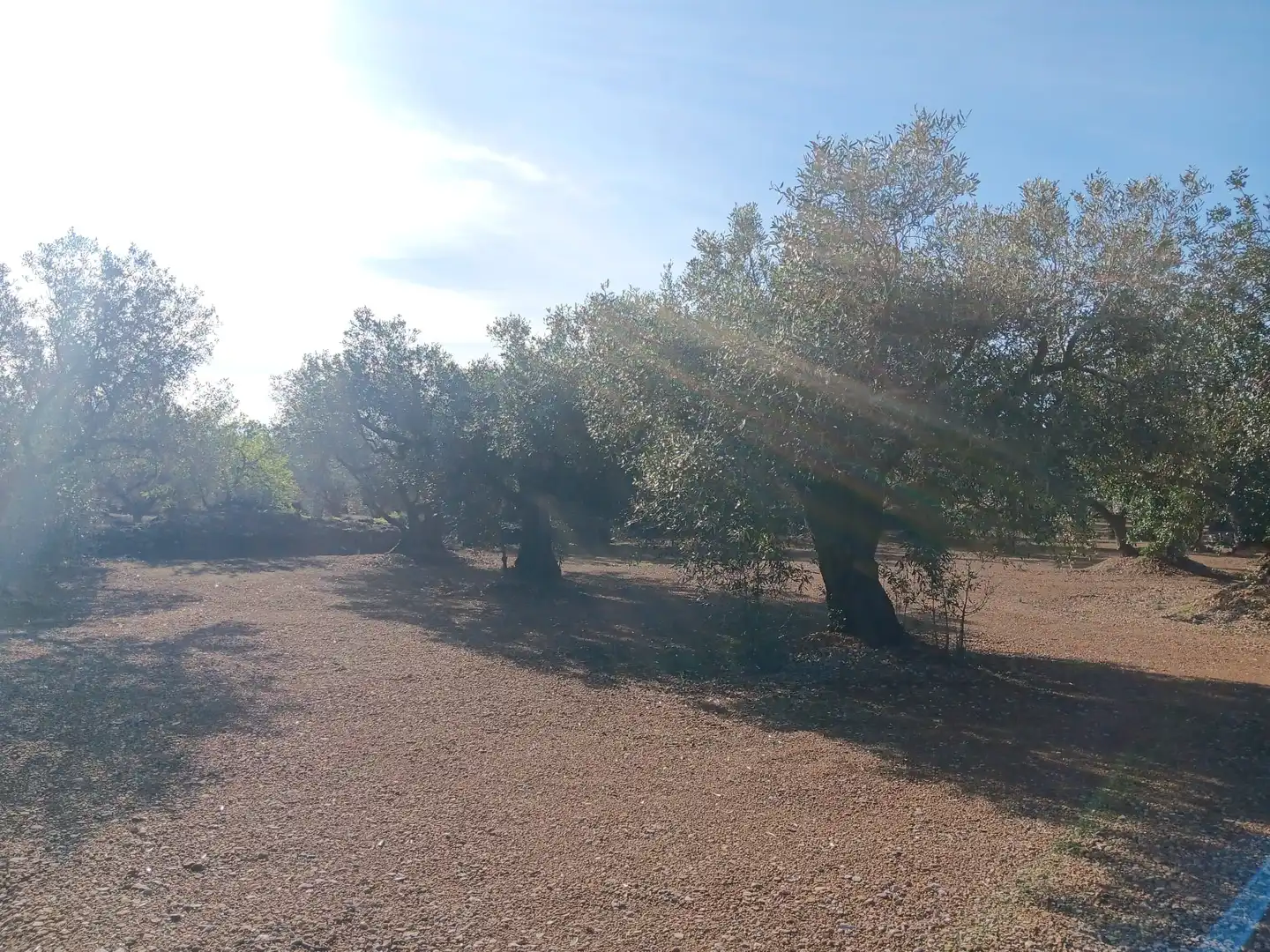Lands and plots for sale in Roquetes, imagen 17