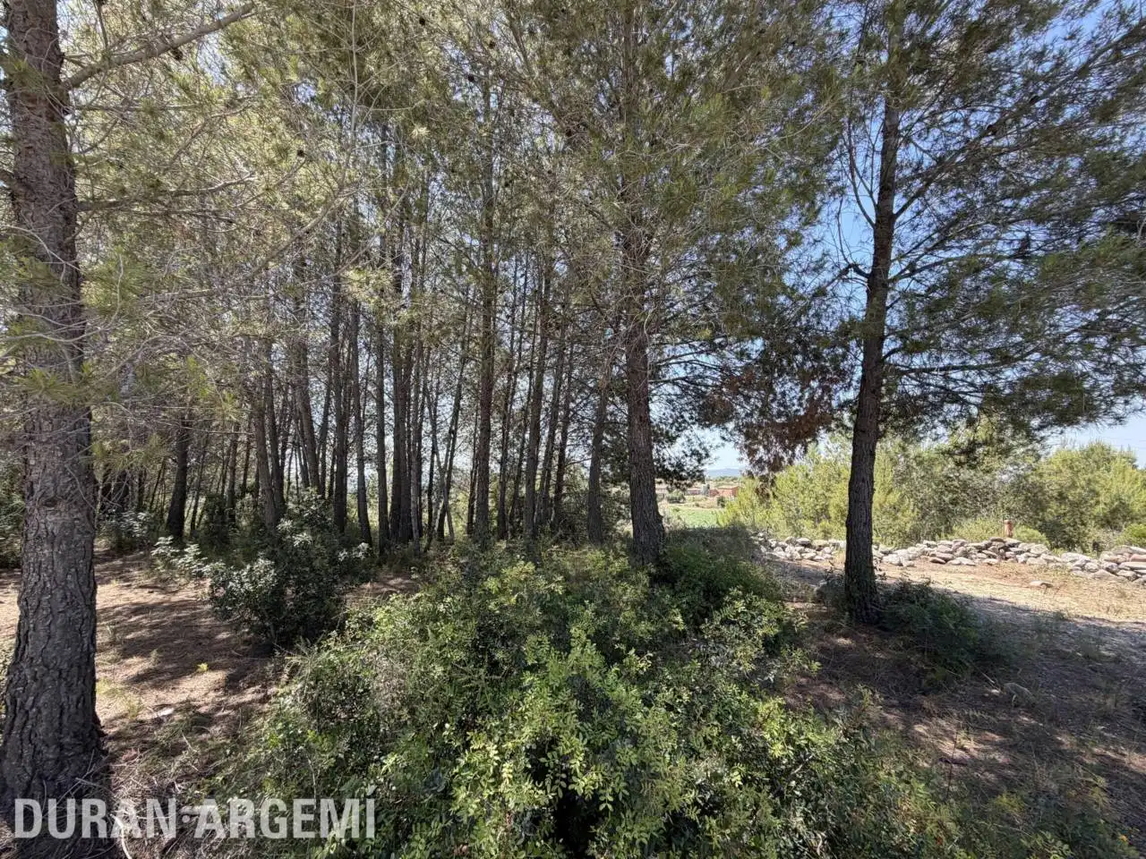 Terreno rústico en venta en Calle Casetes Olivero, imagen 4