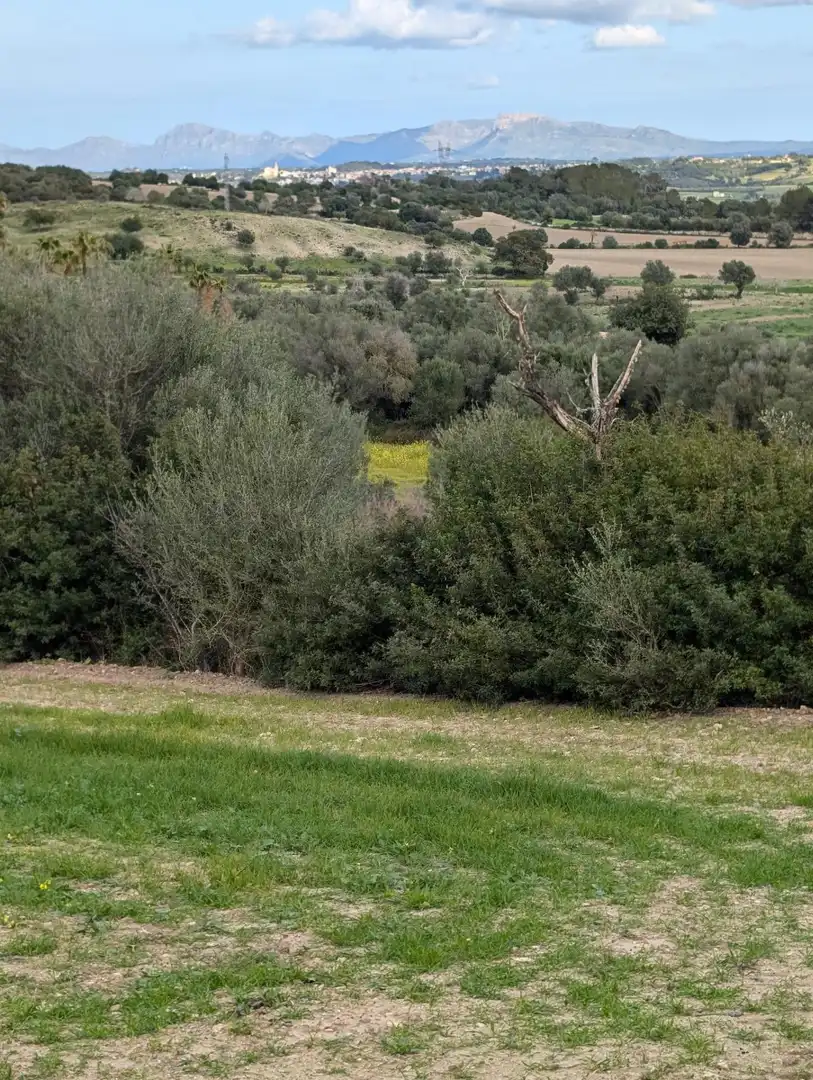 Rustikales Grundstück zum Verkauf in Llubí, imagen 4