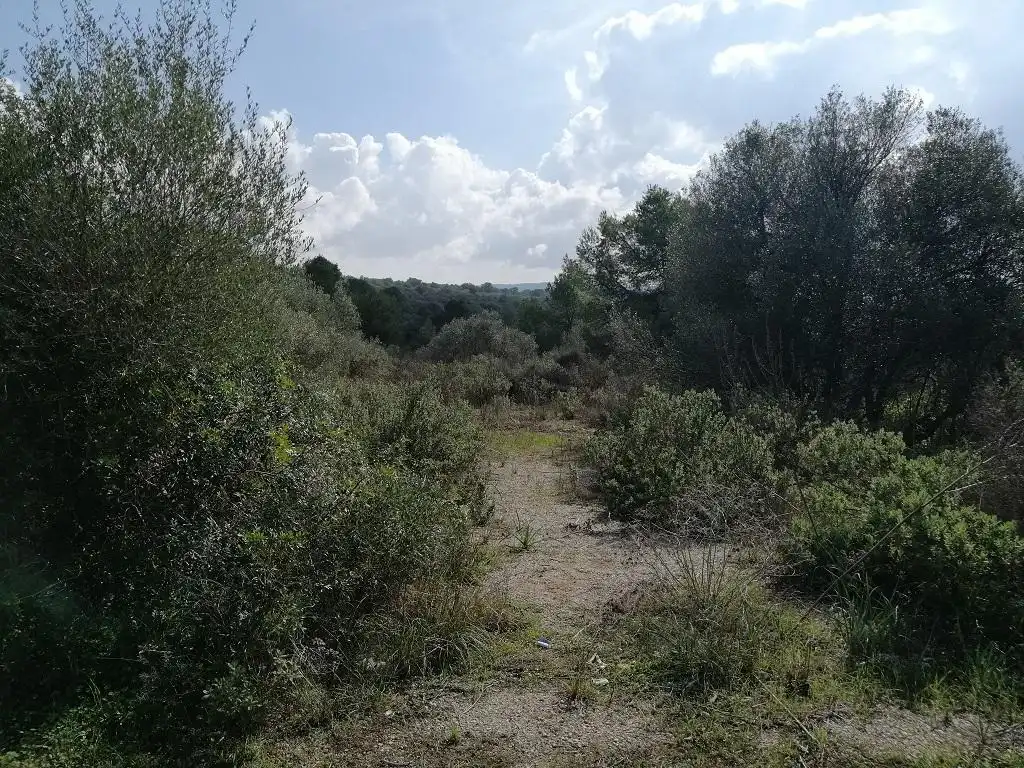 Terreny rústic en venda a Son Gual-A, imagen 3