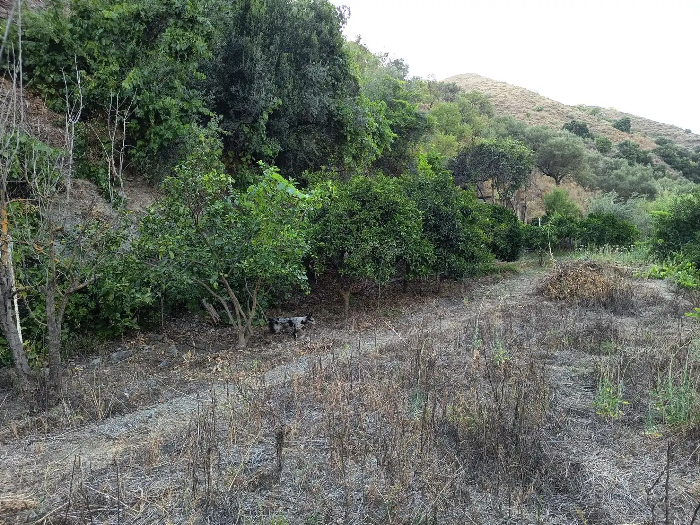 Terrenys i solars en venda a Canillas de Aceituno, imagen 19