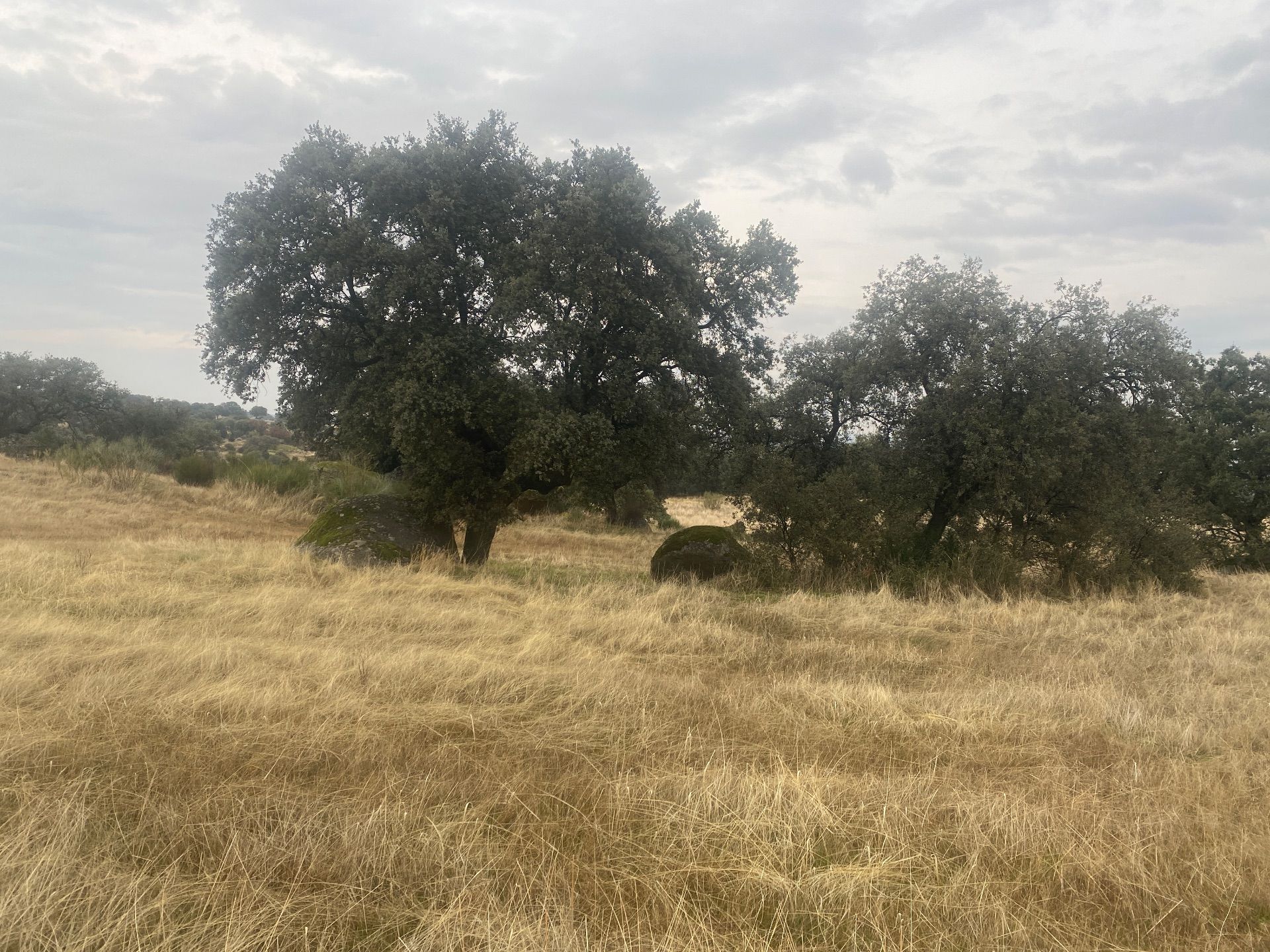 Land for sale in La Estrella