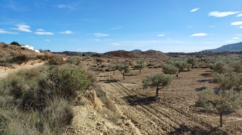 Terreno de 63.803 m con amplia plantación de olivos entre los polígonos industriales de Elda y Monóvar, image 5