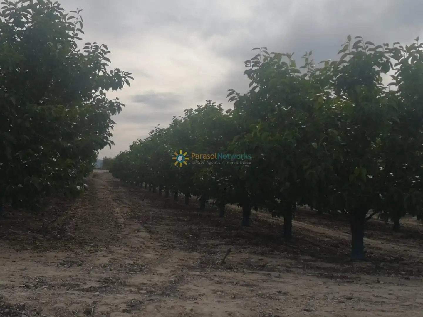 Rural land for sale in Benigànim, imagen 3