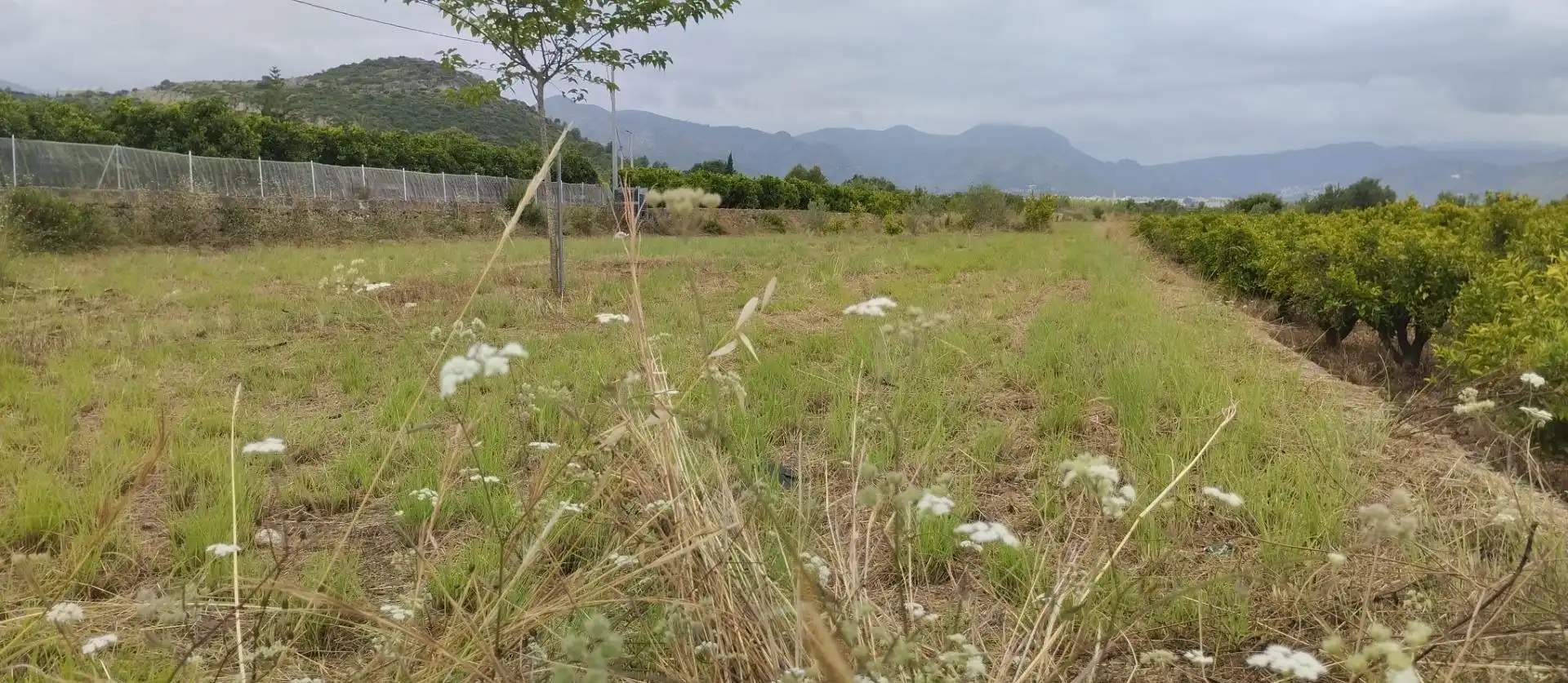Rural land for sale in Pego, imagen 2