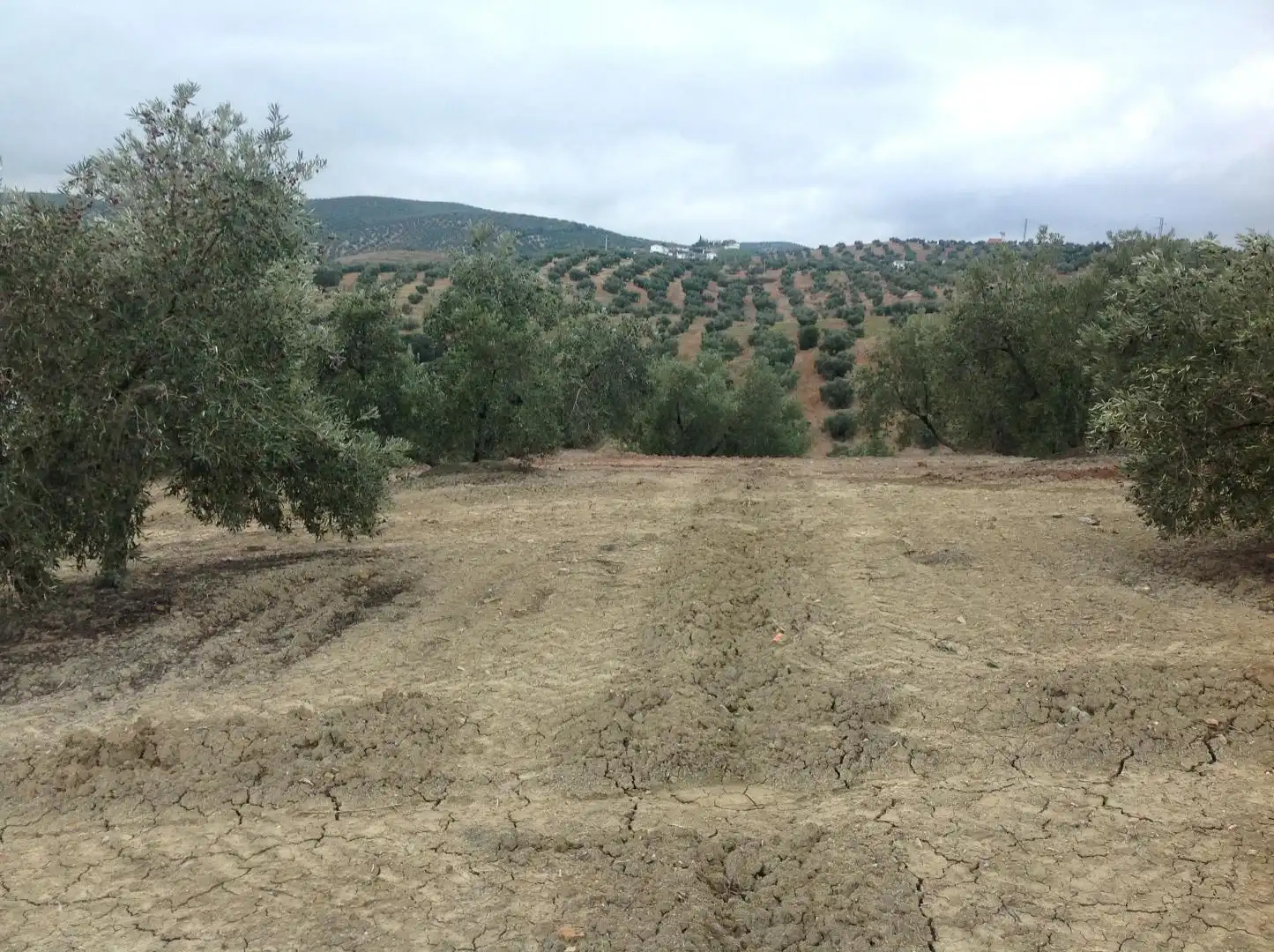 Terrenos y solares en venta en Centro, imagen 7