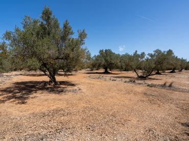 Terrain rustique à vendre à Roquetes