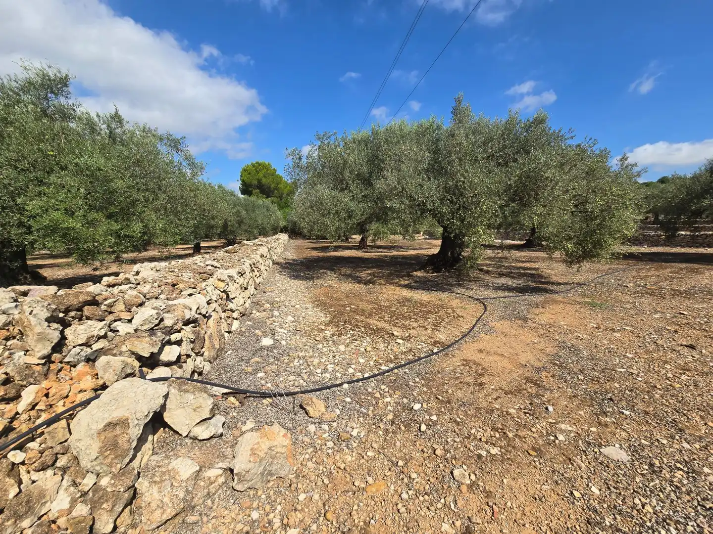 Finca rústica en venta en Freginals con Jardín privado