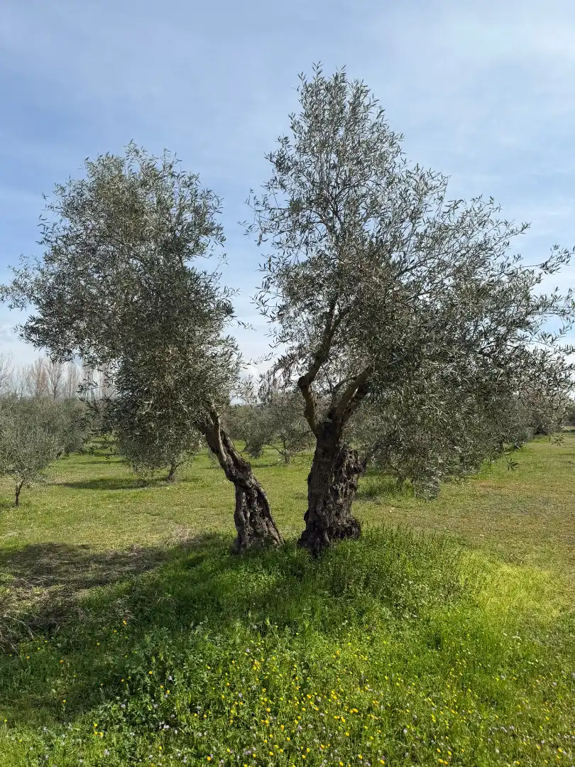 Grundstücke und Bauplätze zum Verkauf in Malagón, imagen 27