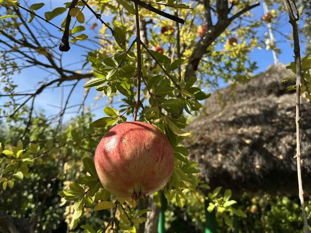 Jardín de Casa o chalet en venta en Algete