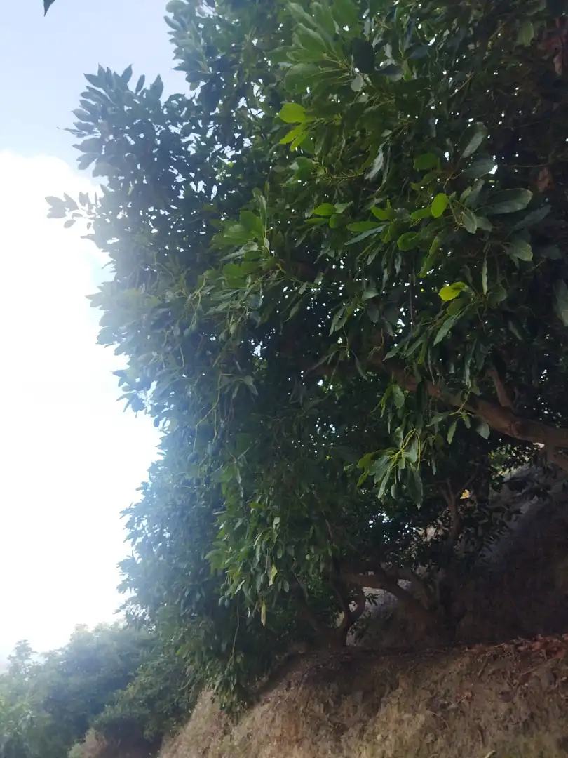 Vista exterior de Finca rústica en venda en Almuñécar amb Jardí privat, Terrassa i Piscina