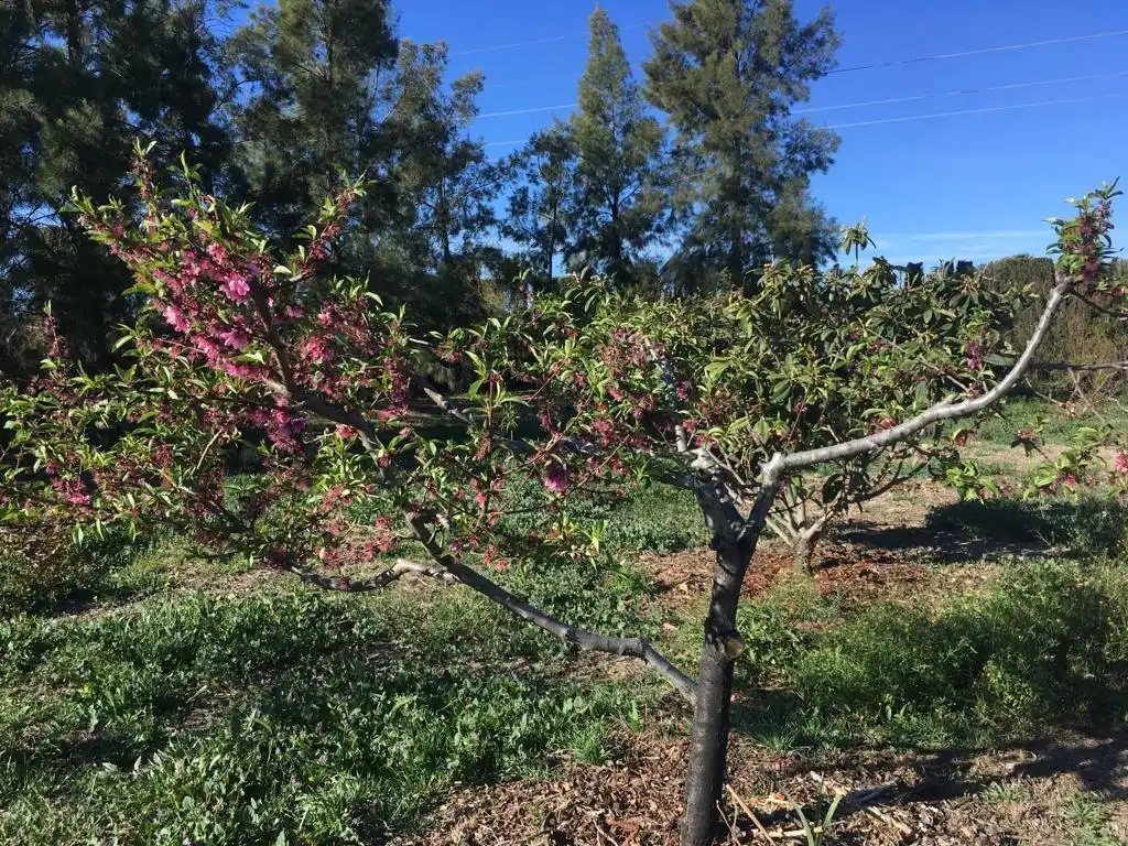 Jardín de Casa o chalet en venta en Lorca con Jardín privado, Terraza y Trastero