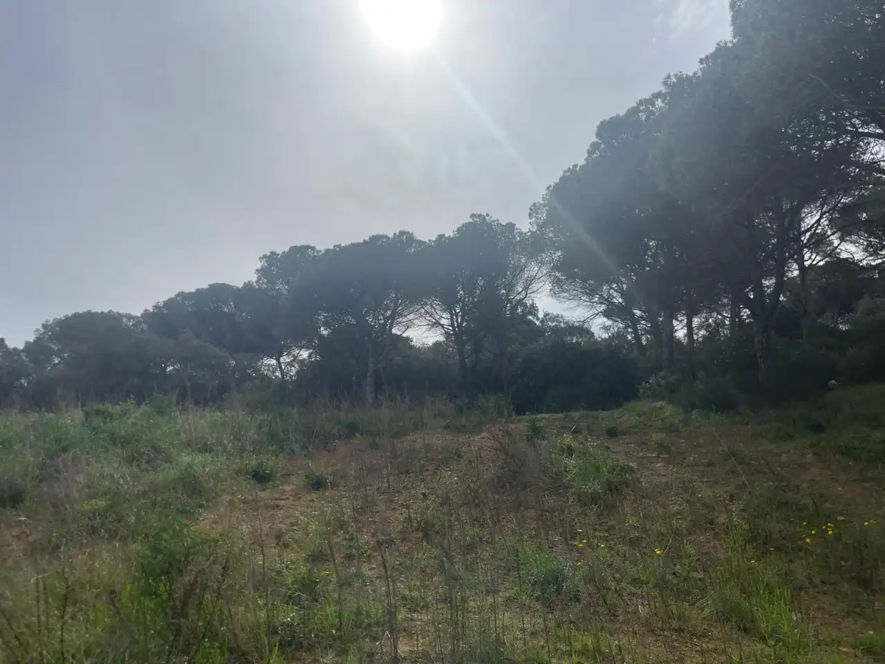 Terreny rústic en venda a Camí de la Portalada, imagen 6