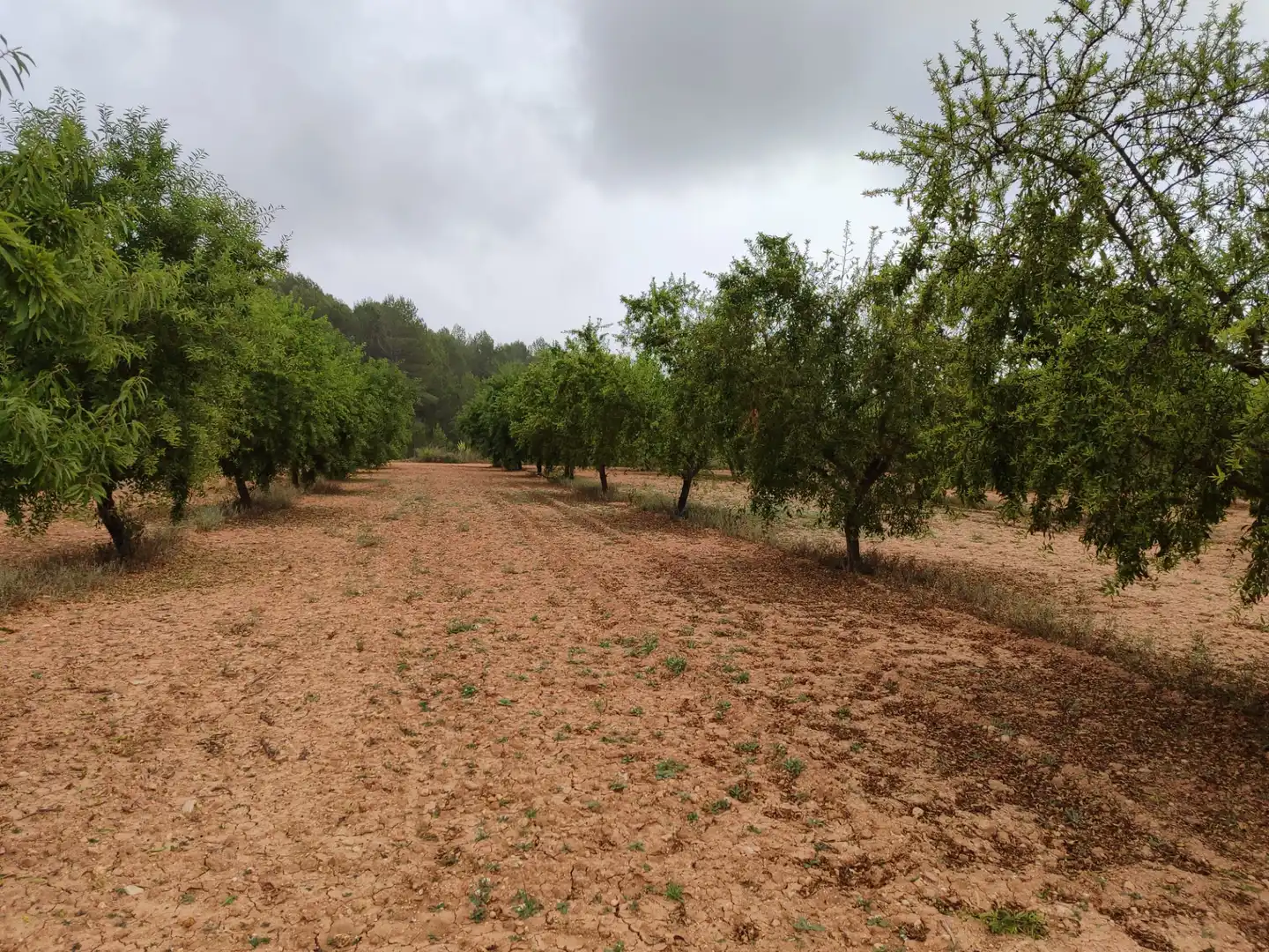 Rural land for sale in Benigànim, imagen 2