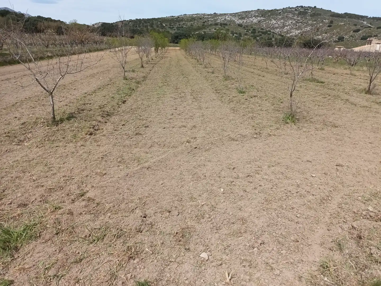 Terreno rústico en venta en Castell de Castells, imagen 3