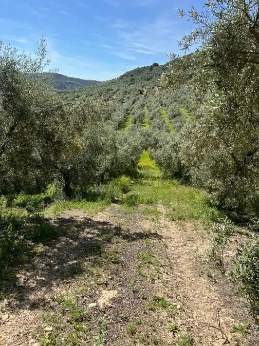 Terreny rústic en venda a Puente Genil, imagen 5