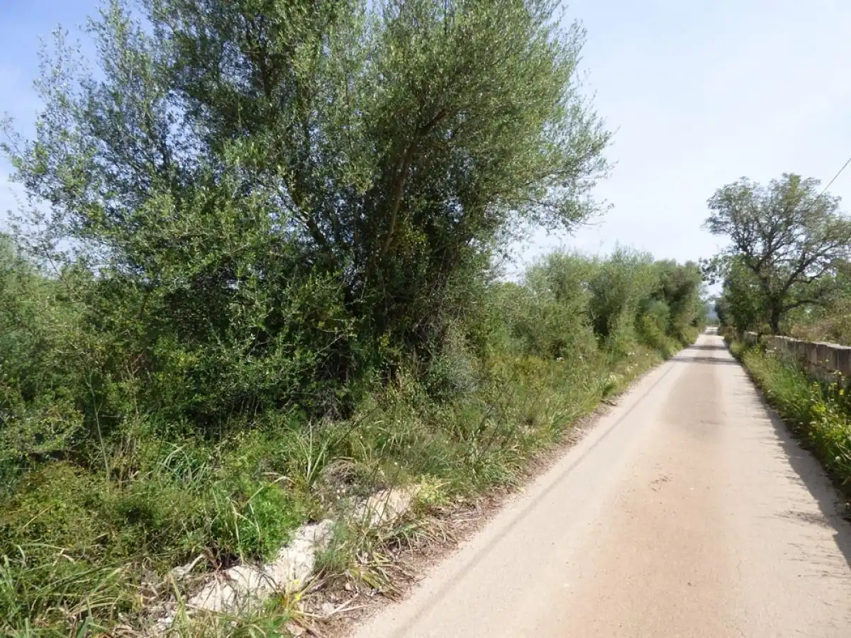 Terreno rustico in vendita a Llucmajor pueblo, imagen 4