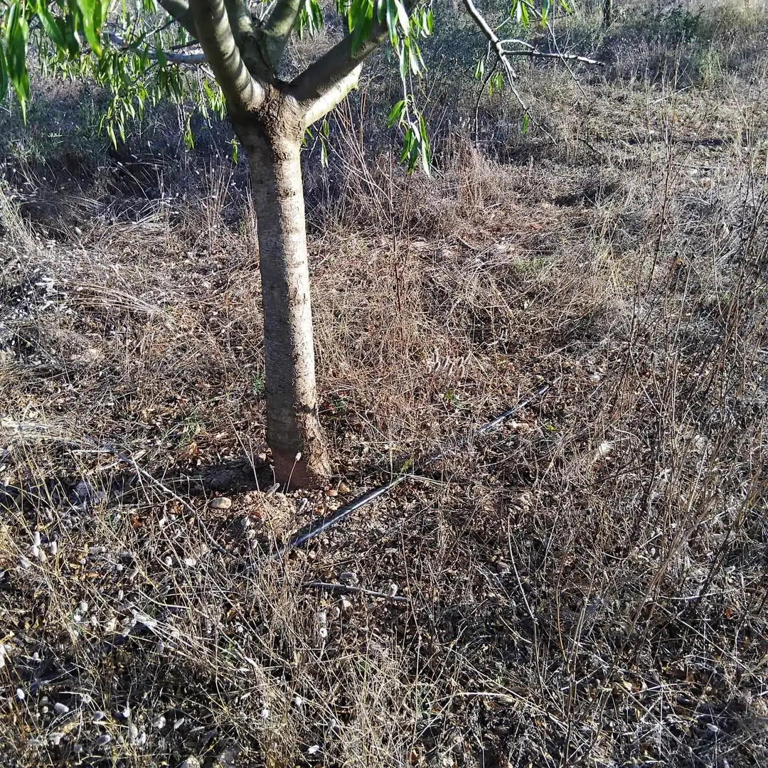 Rural land for sale in Platja de Mont-roig, imagen 2
