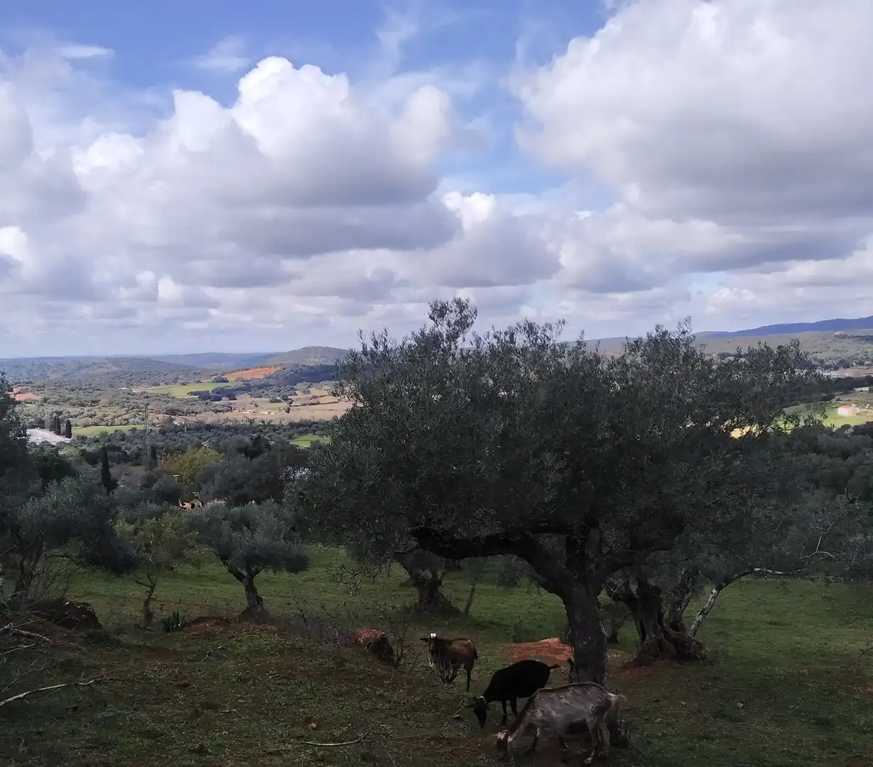 Terreni e lotti in vendita a Jerez de los Caballeros, imagen 9
