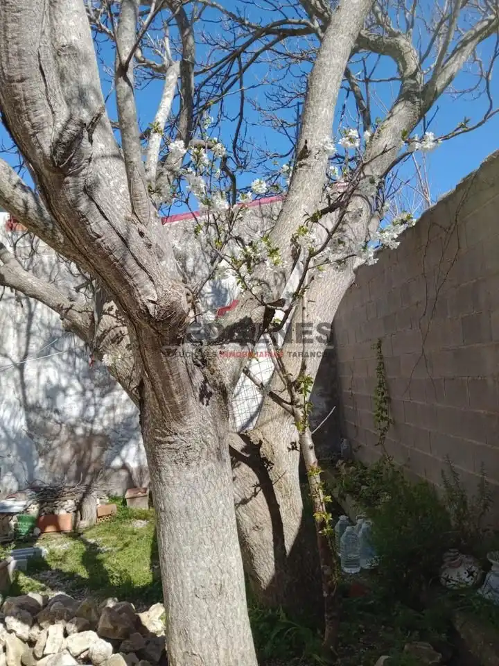 Jardín de Casa o chalet en venta en Rozalén del Monte