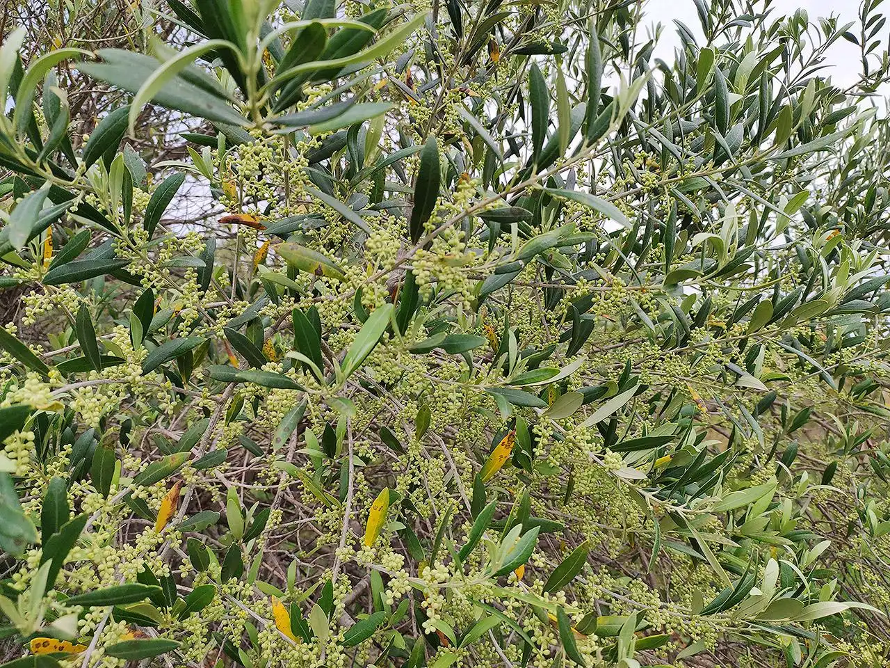 Jardín de Finca rústica en venta en La Sénia con Terraza